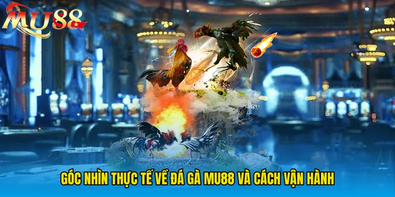 Góc nhìn thực tế về Đá Gà MU88 và cách vận hành